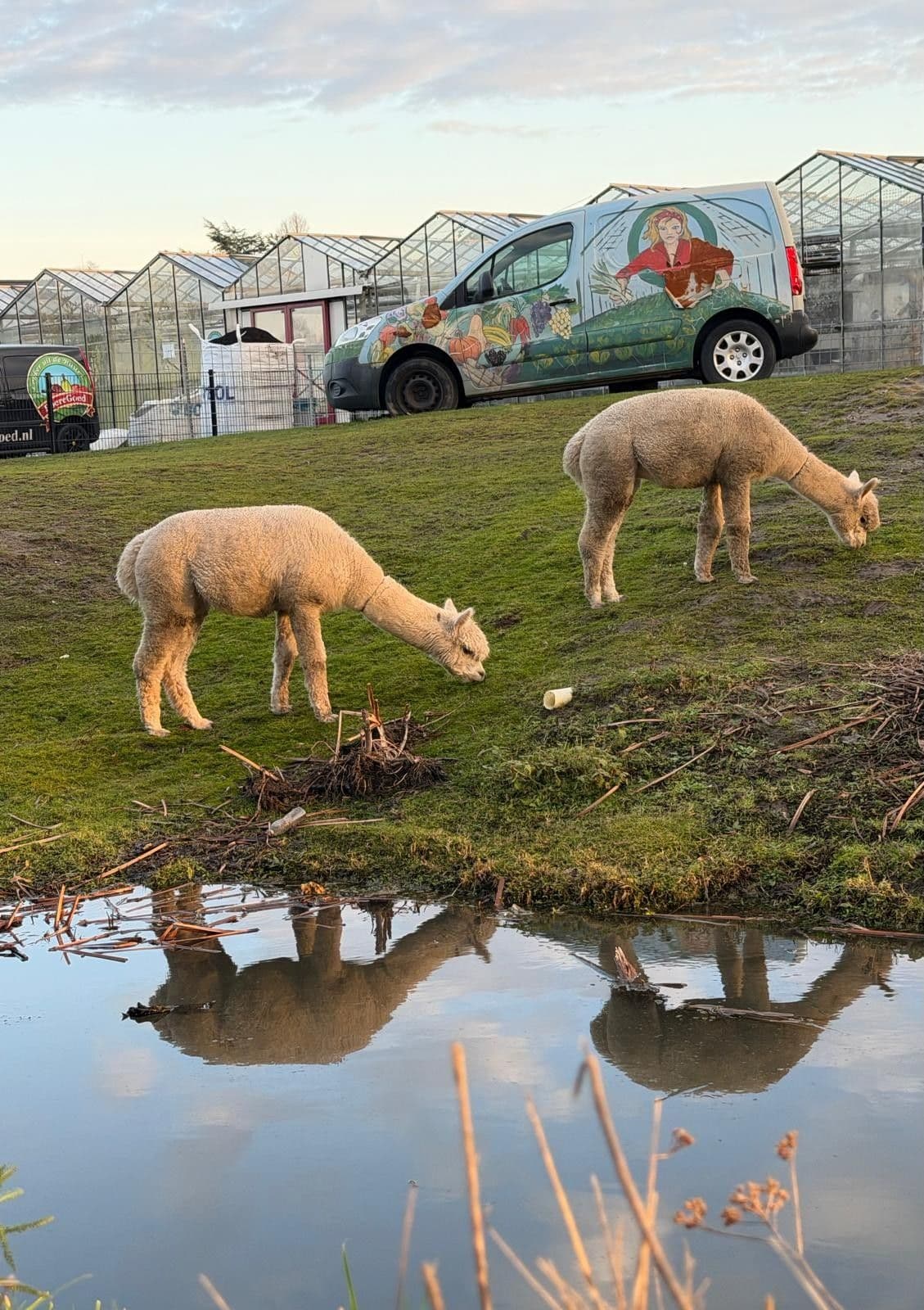 Alpaca's grazen aan de waterkant bij de kassen