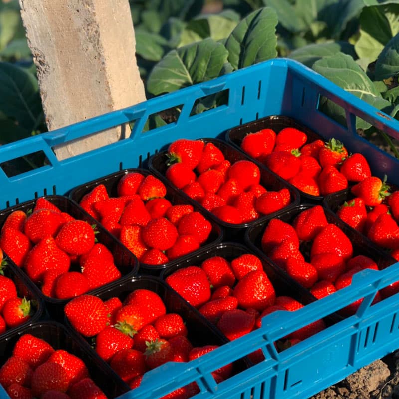aardbeien uit de kas