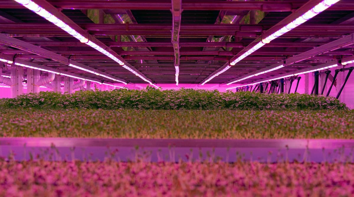 Infinite Acres