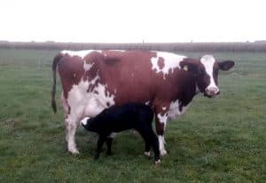 Hoeve Rust-Hoff