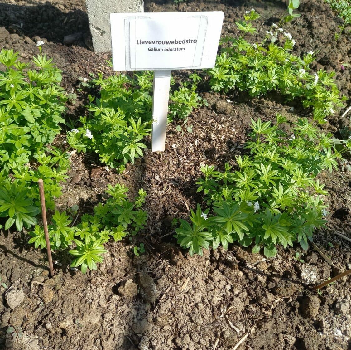 Lievevrouwebedstro