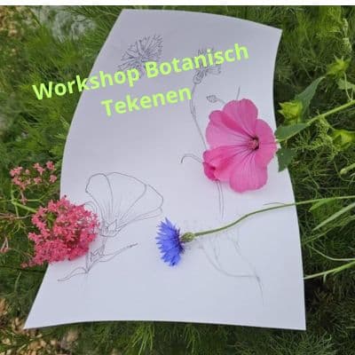 Workshop: Botanisch tekenen in de Buurtkas