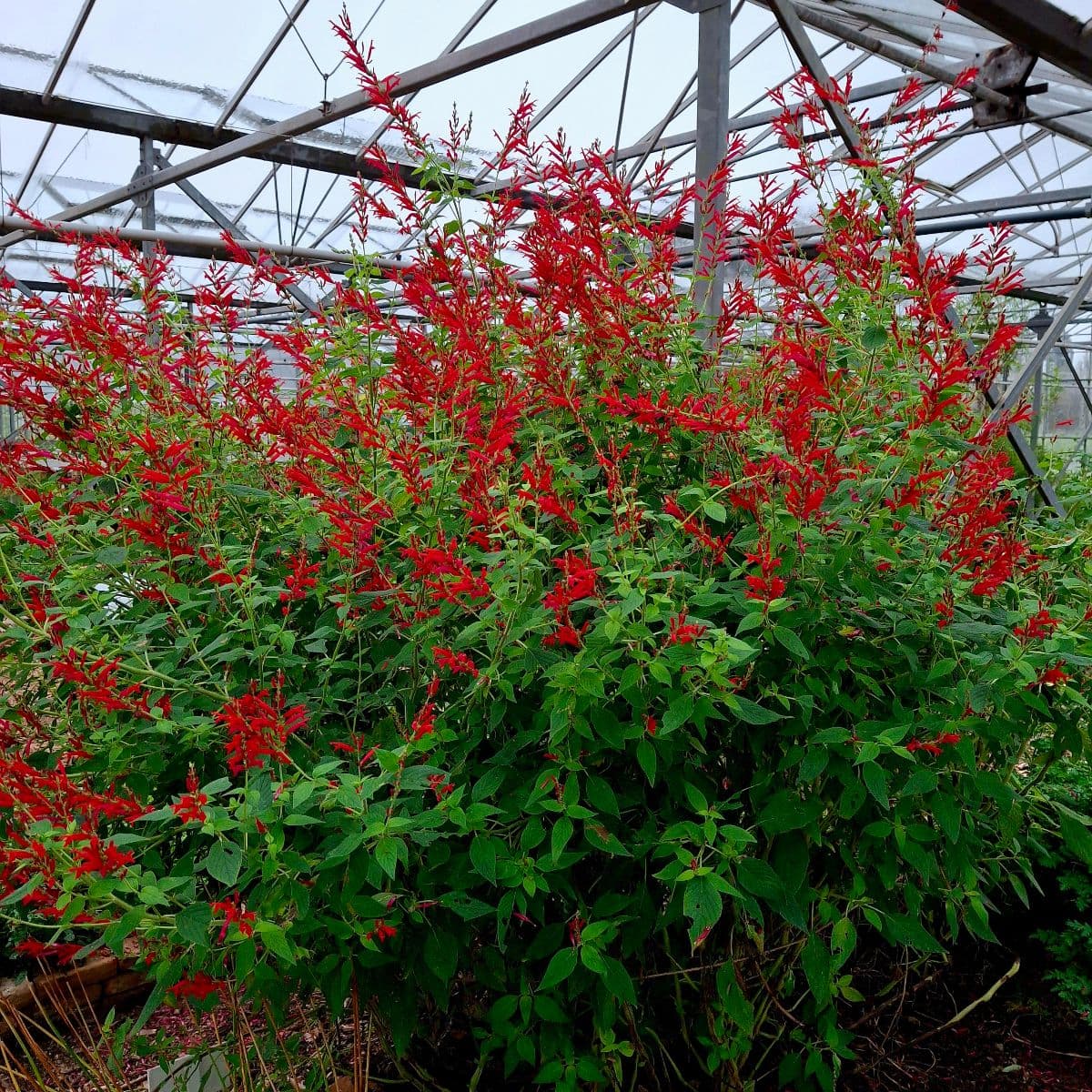 Ananassalie – Salvia elegans