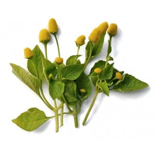 ABC kruid – Spilanthes oleracea
