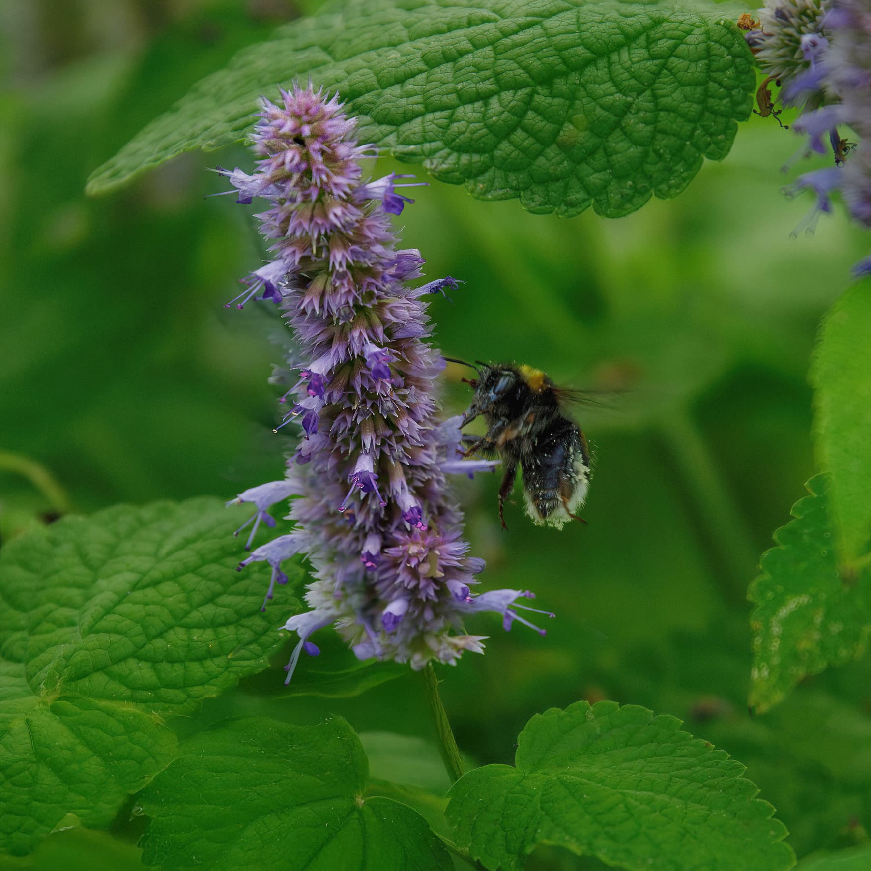 Dropplant – Agastache
