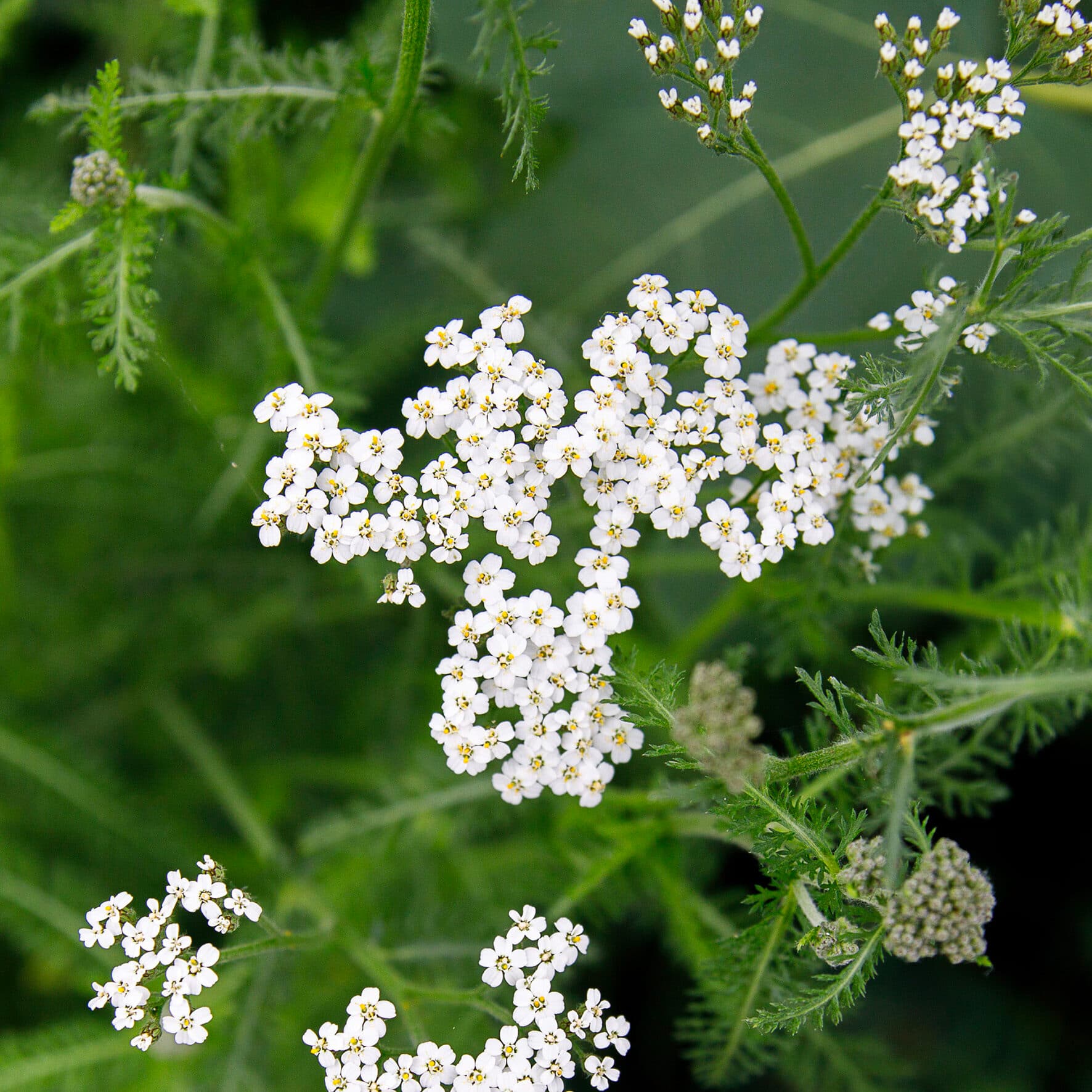 Duizendblad – Achillea millefolium