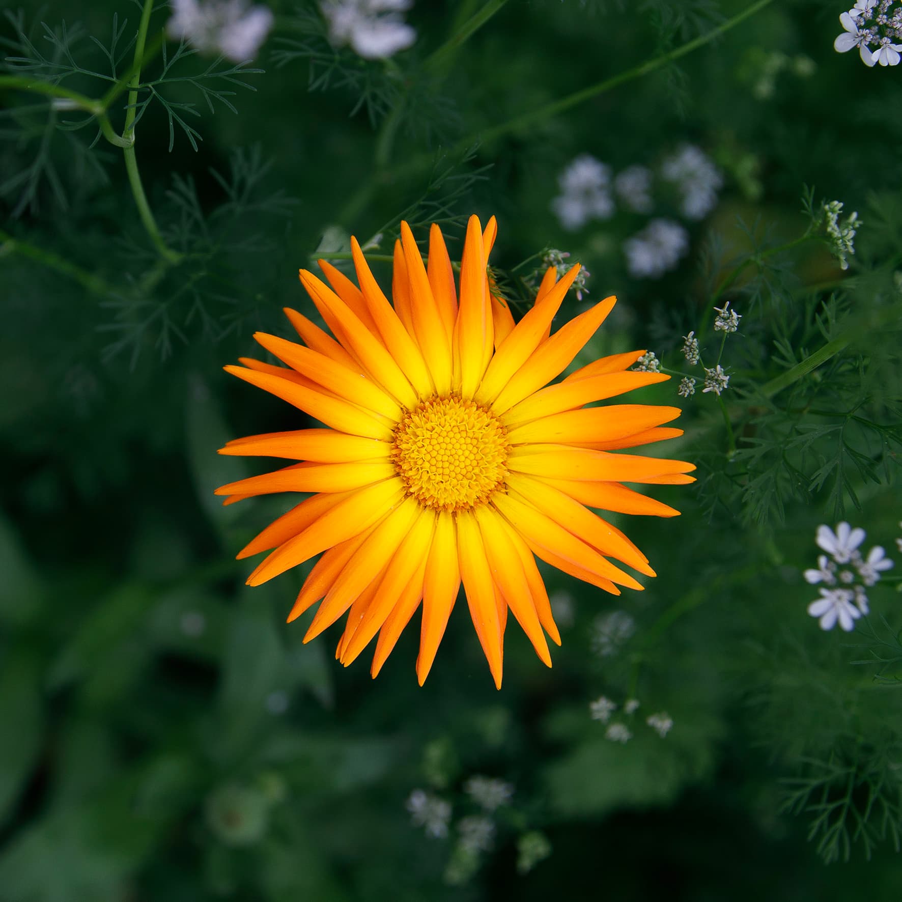 Goudsbloem – Calendula officinalis