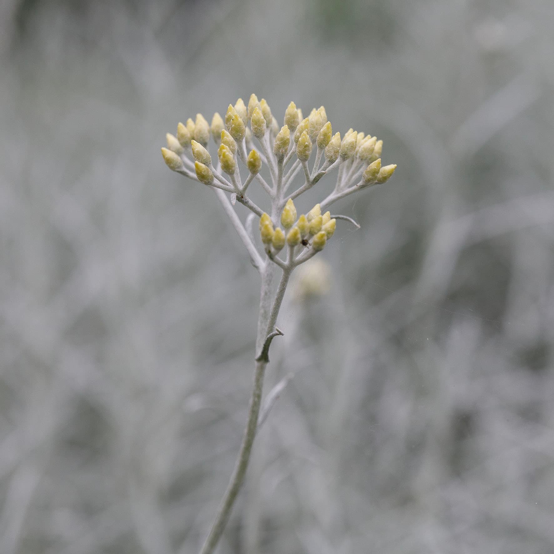 Kerrieplant – Helichrysum italicum