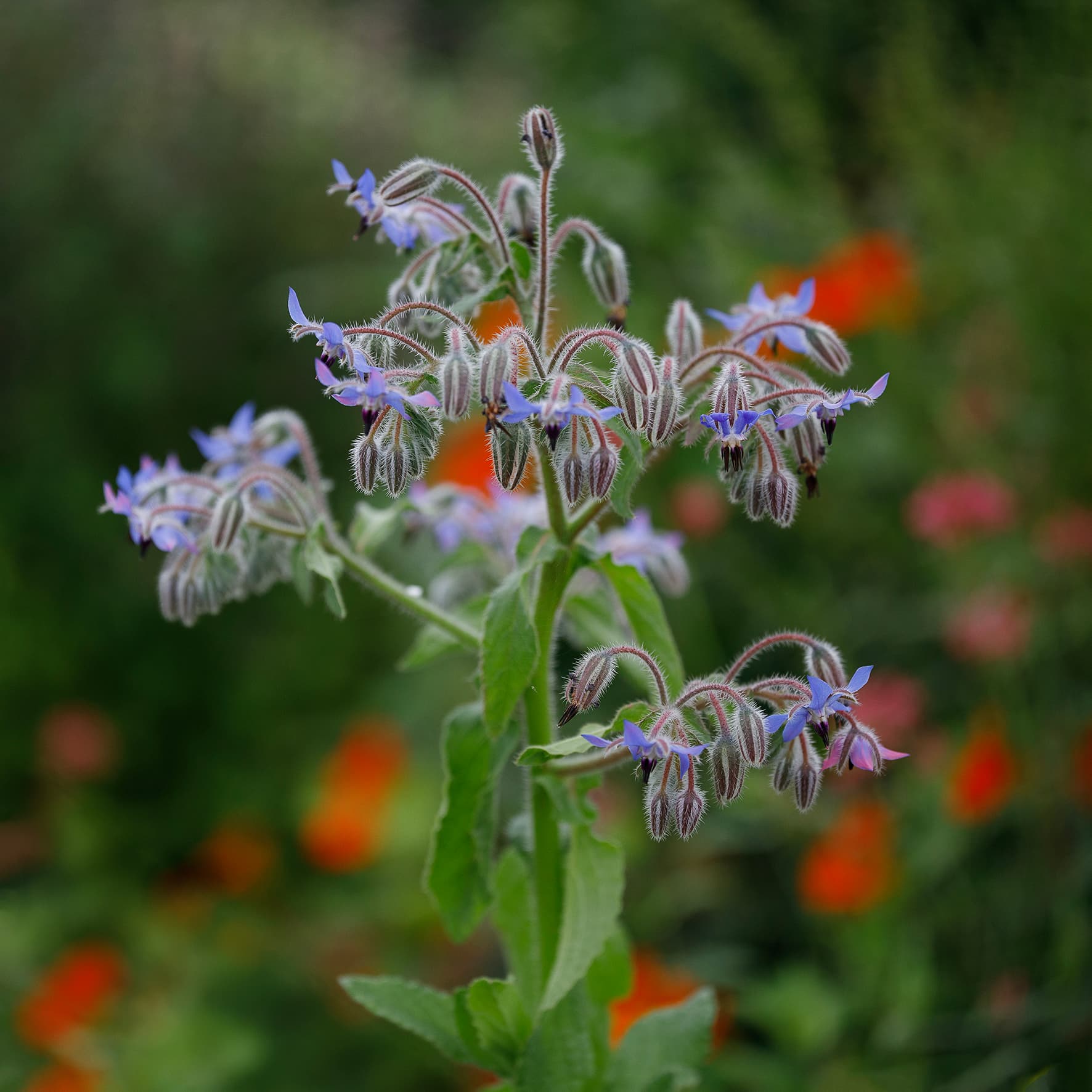Komkommerkruid – Borago officinalis