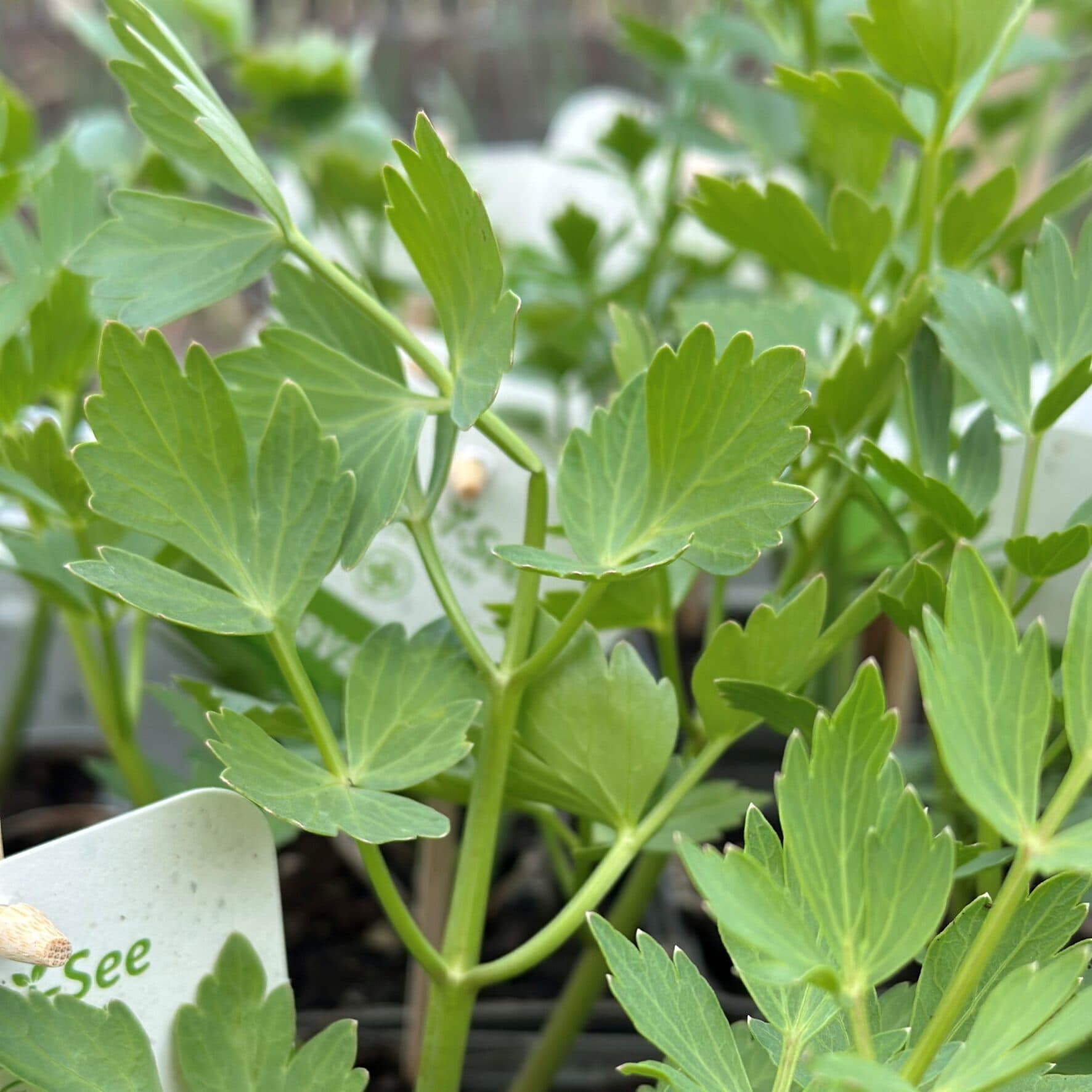 Lavas (Maggiplant) – Levisticum officinale