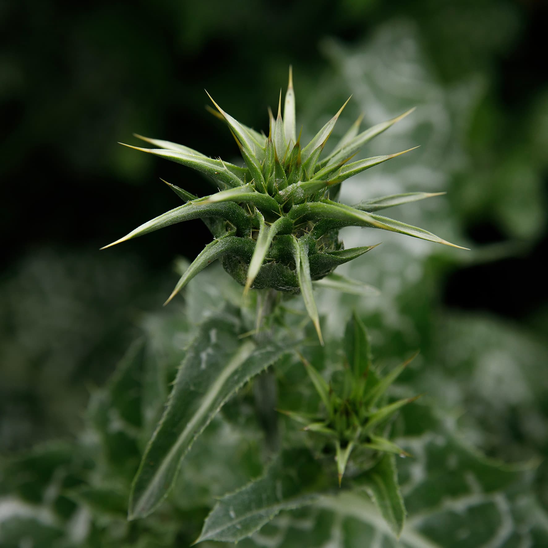 Mariadistel – Silybum marianum