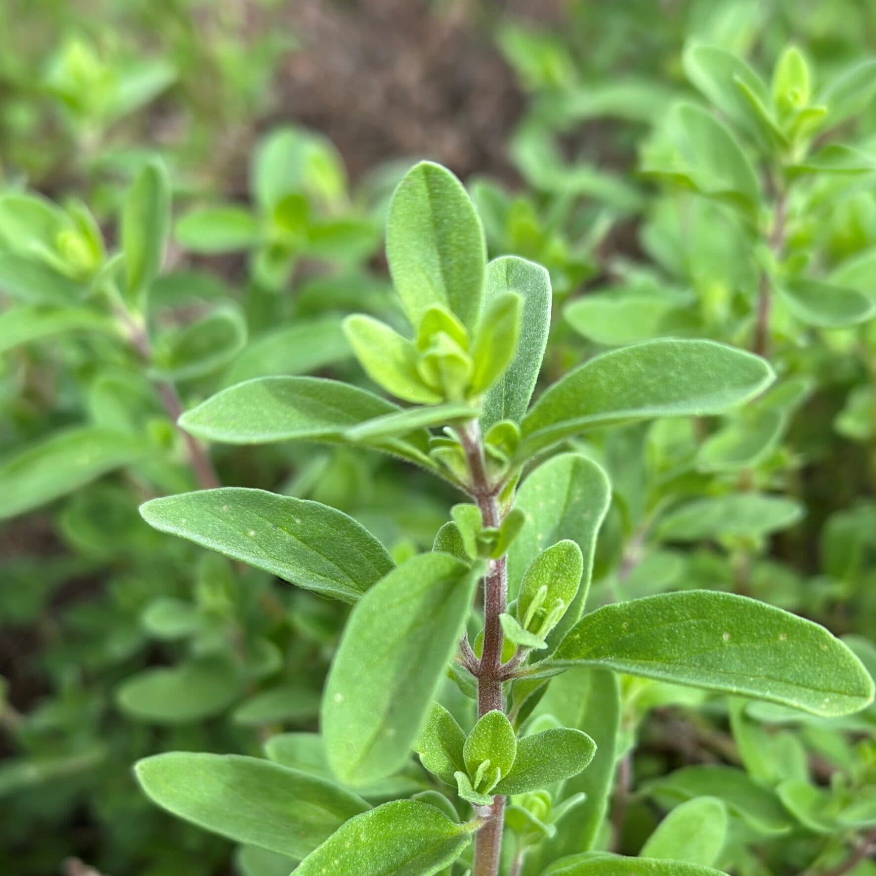 Marjolein, Echte (Majoraan) – Origanum majorana