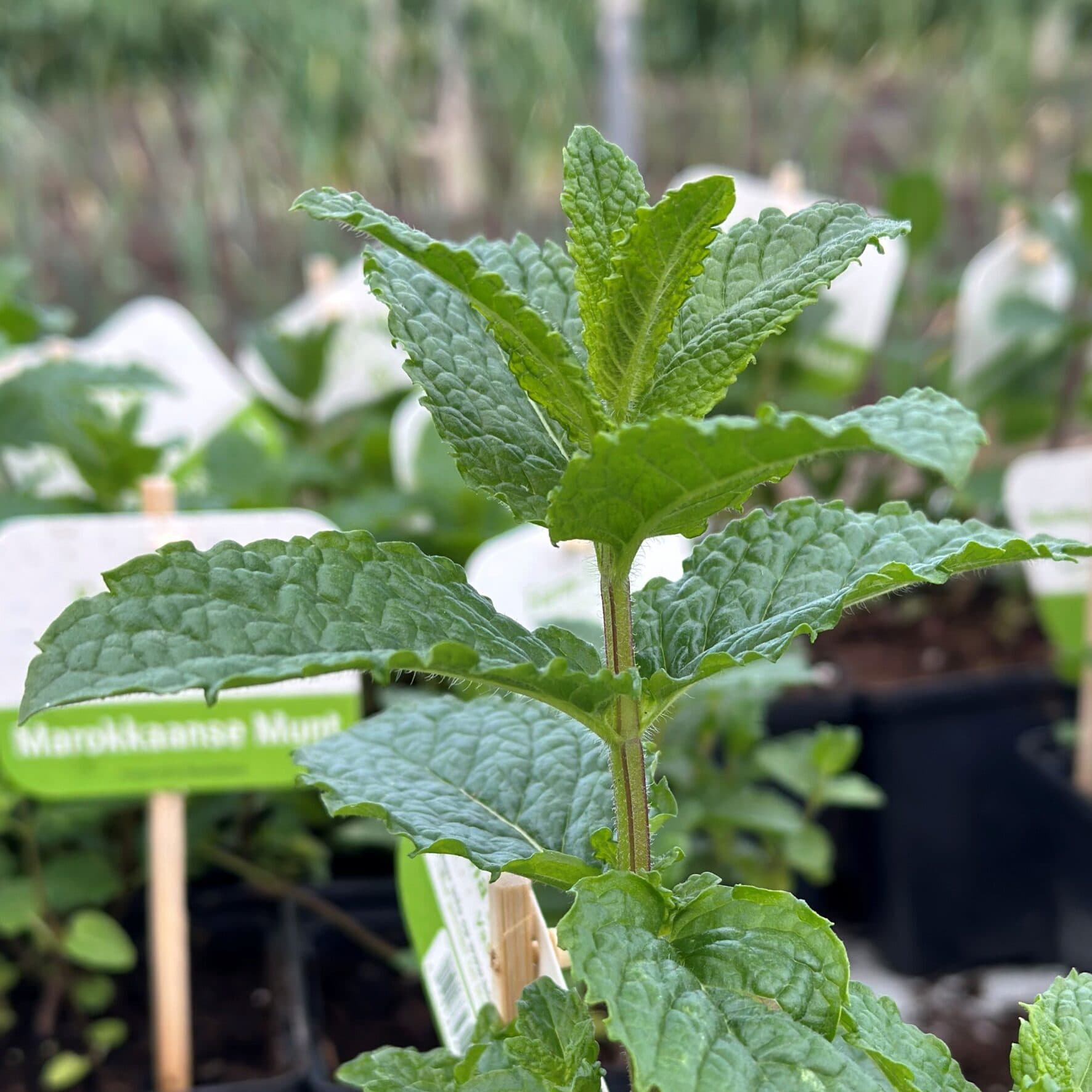 Marokkaanse munt – Mentha spicata 'Moroccan