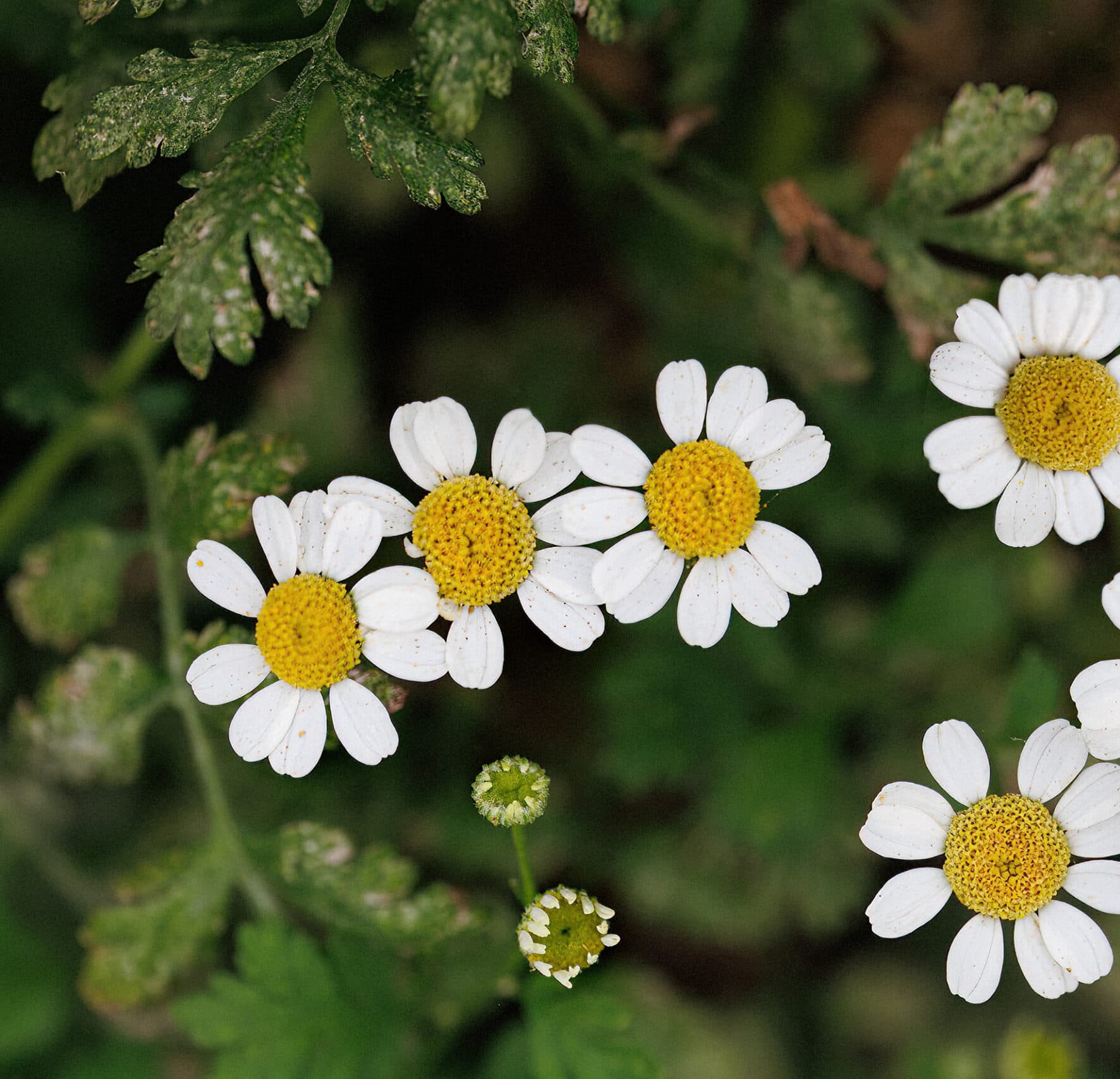 Moederkruid – Tanacetum parthenium