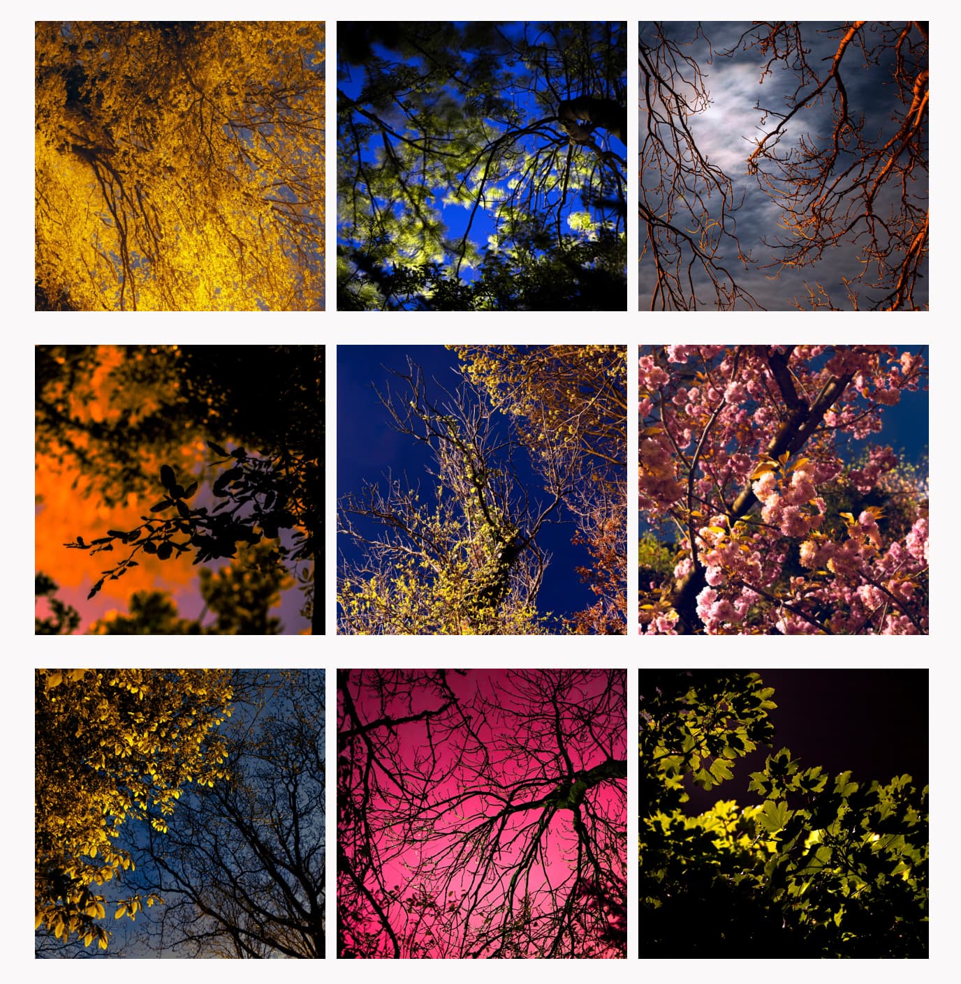 Expositie in de buurtkas: Night Colours van Marieke Boon