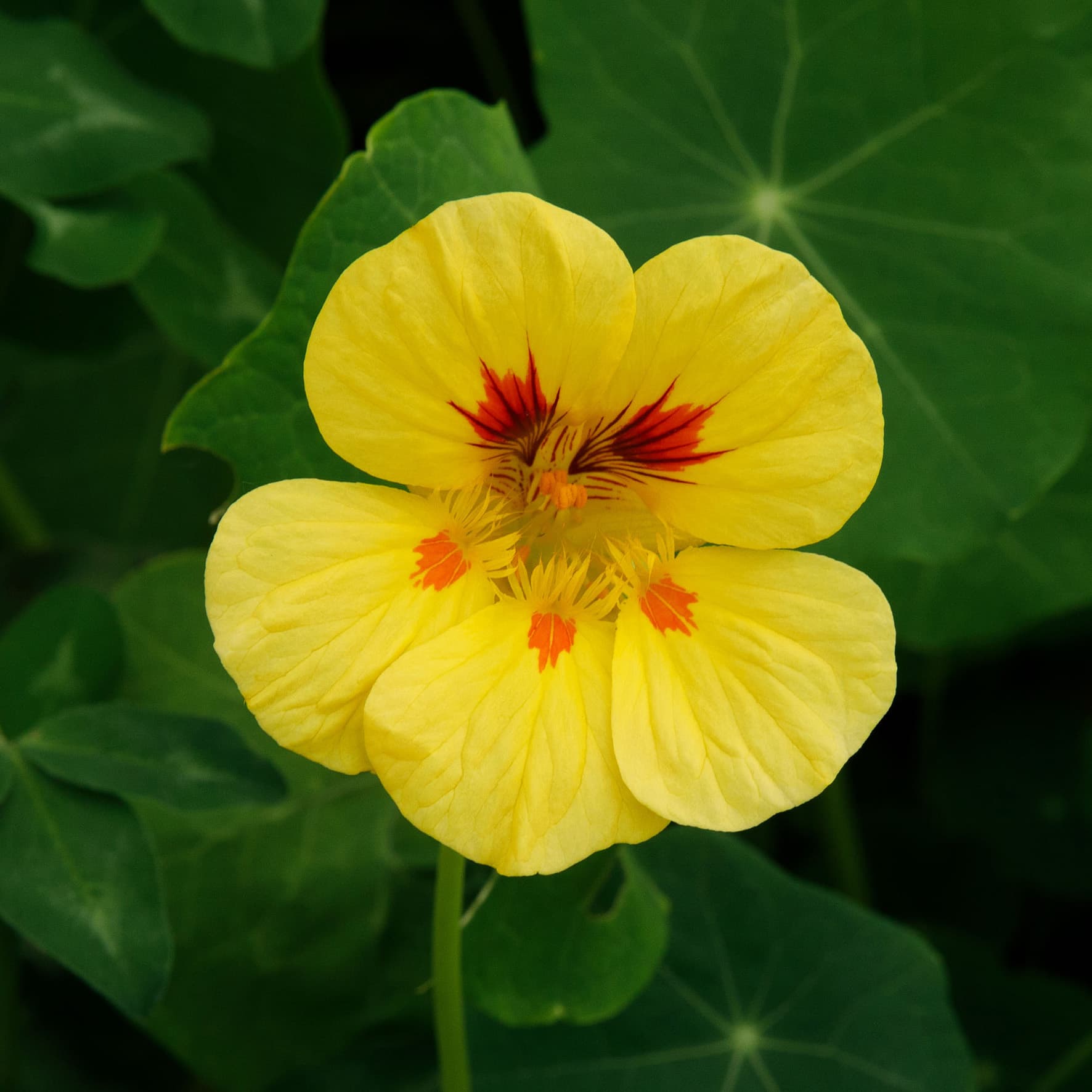 Oost-Indische kers – Tropaeolum majus