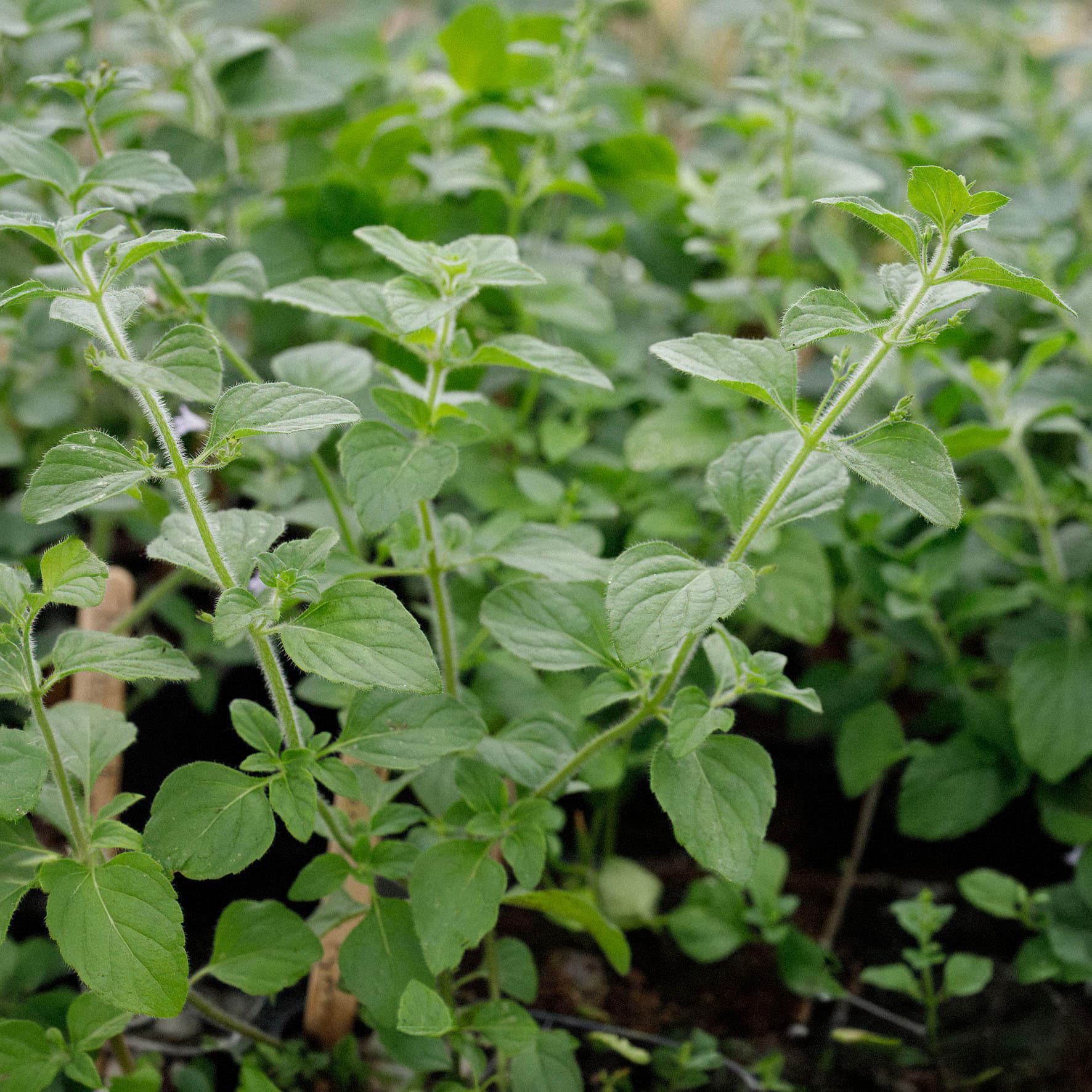 Oregano (Wilde marjolein) – Oreganum vulgare