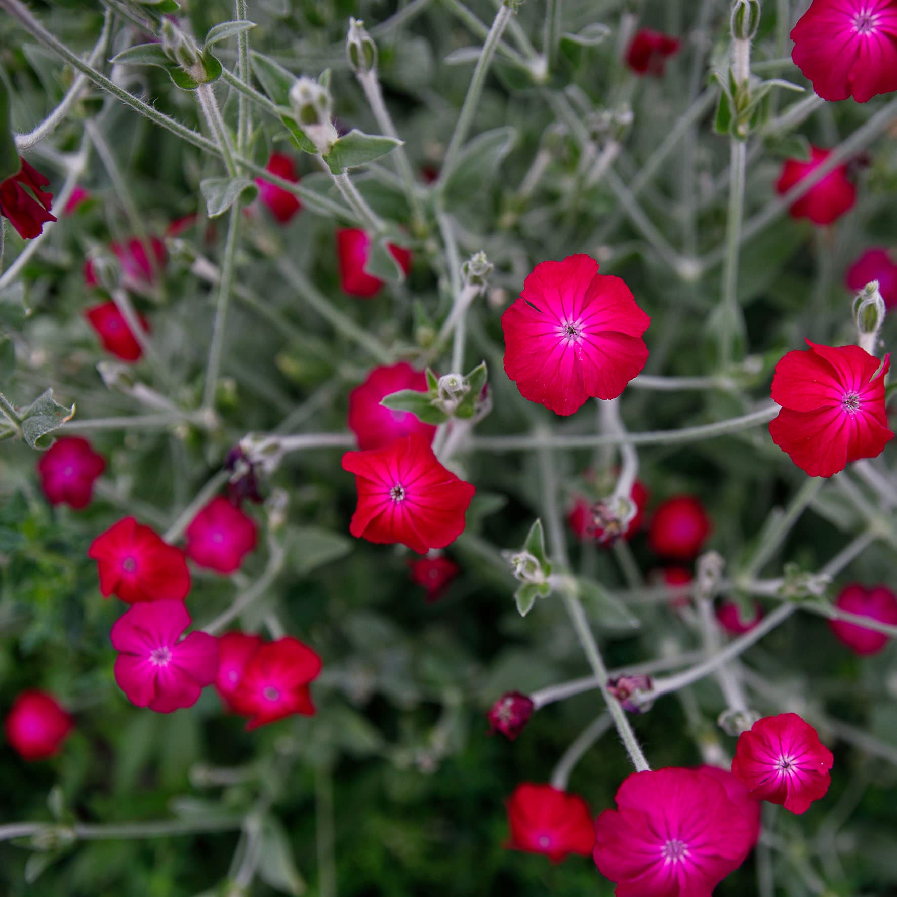 Prikneus – Silene coronaria
