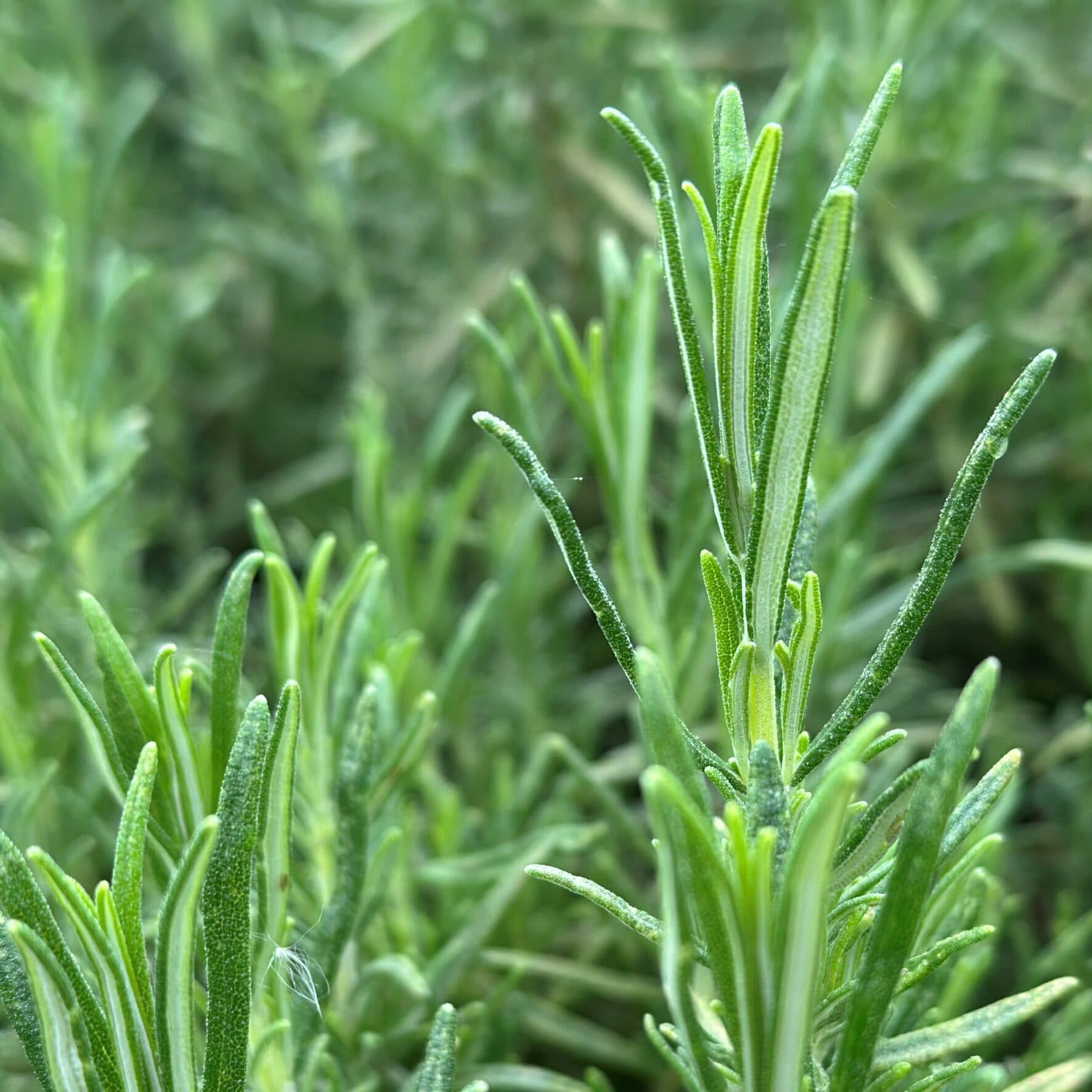 Rozemarijn – Rosmarinus officinalis