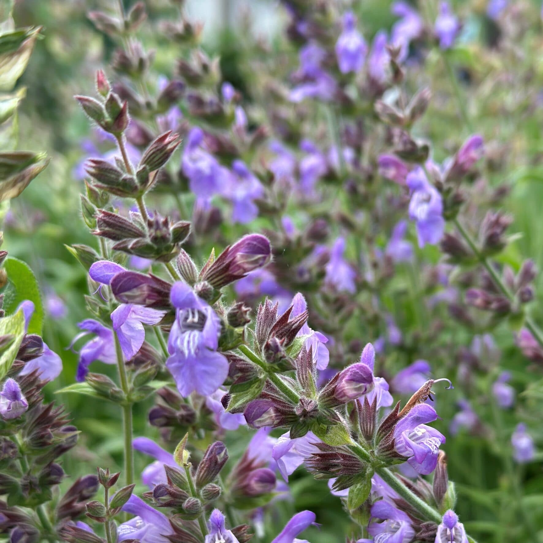 Salie – Salvia officinalis