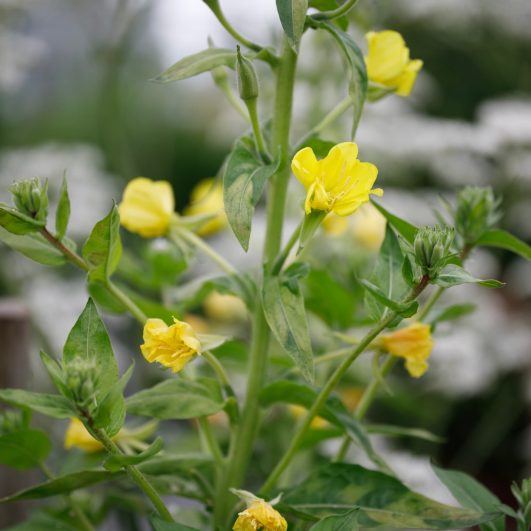 Teunisbloem – Oenothera biennis