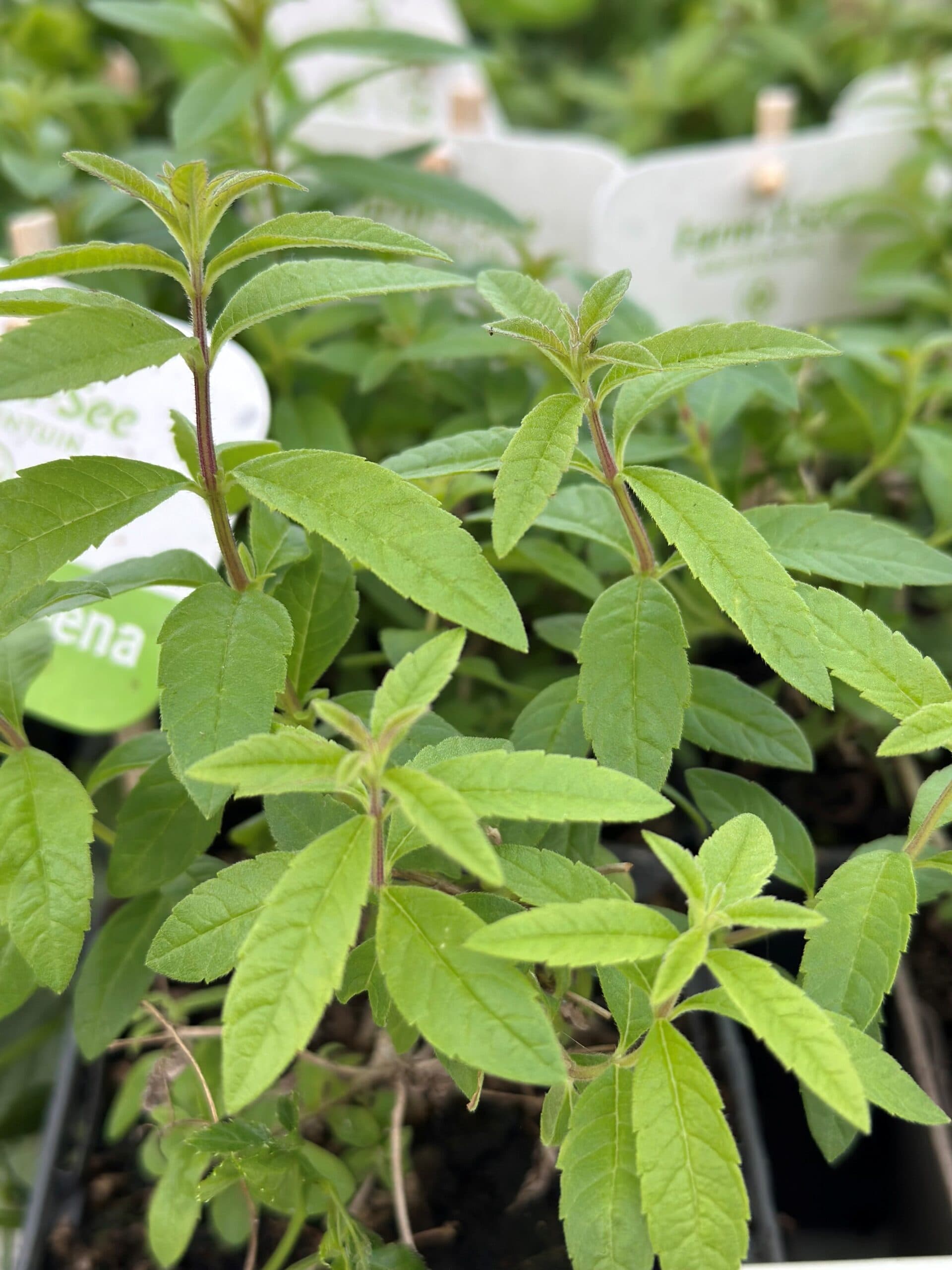 Citroenverbena (Verveine) – Aloysia citriodora