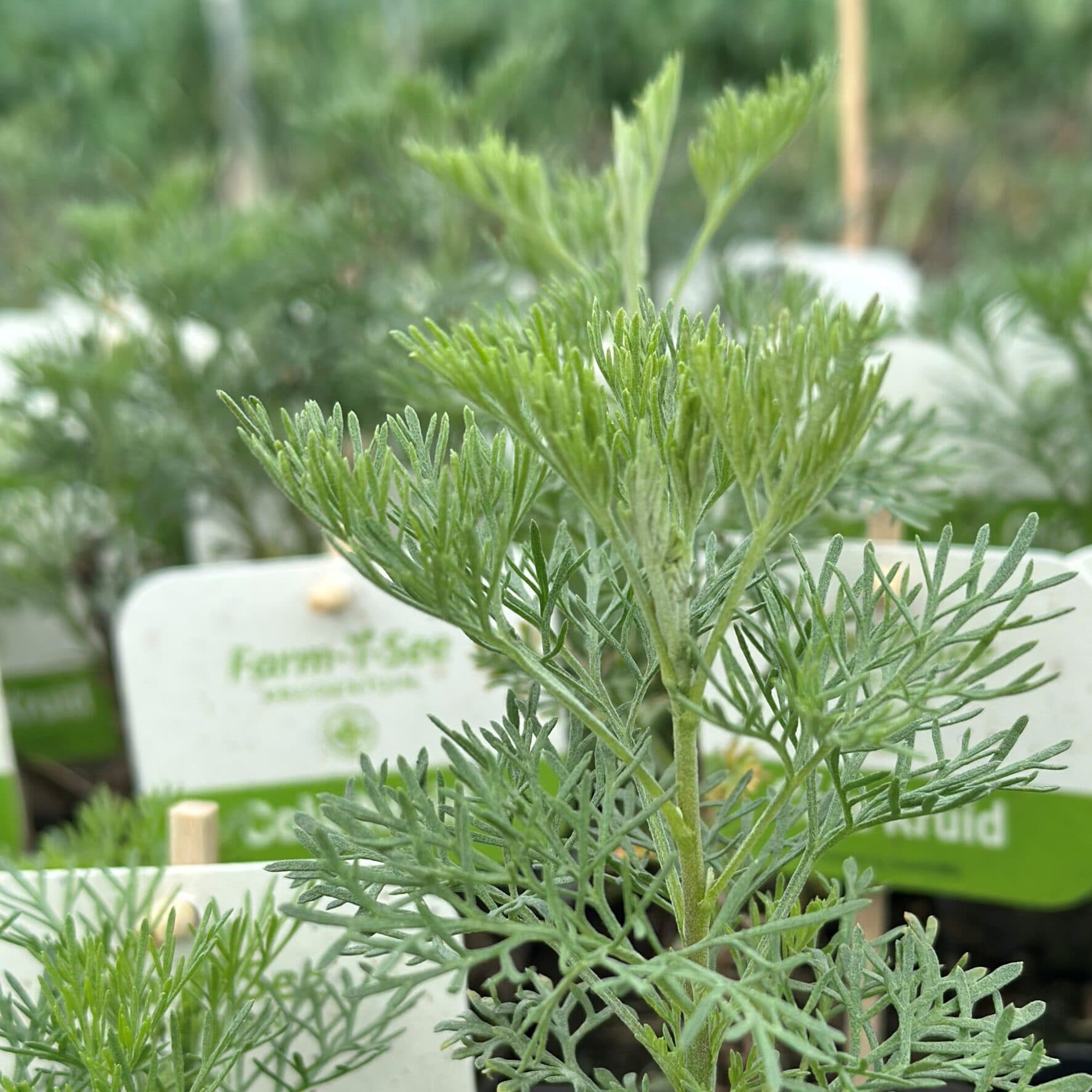 Colakruid – Artemisia abrotanum 'Maritima'