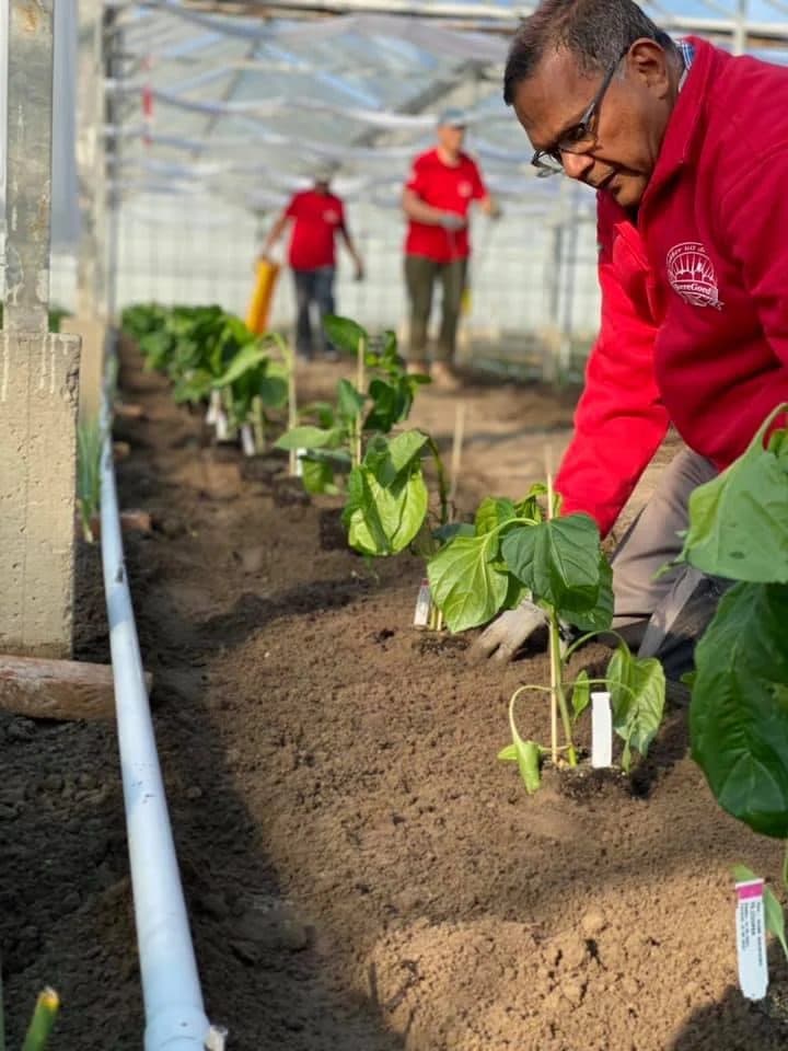 Vrijwilliger plant paprika's in de buurtkas