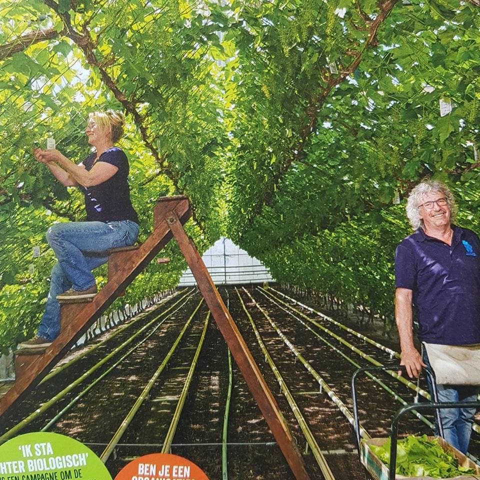 nieuw tuinzight druiven