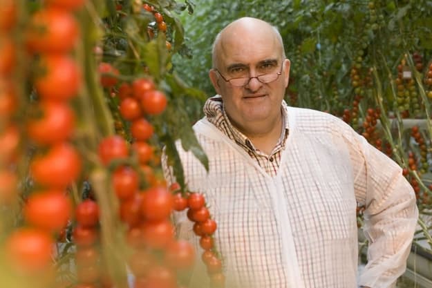 Looije Tomaten