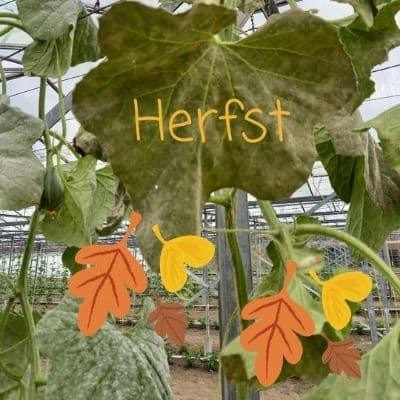Herfst in de BuurtKas