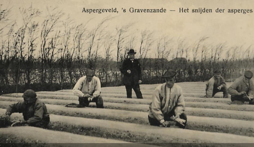 Streekhistorie: Het witte goud van het Westland