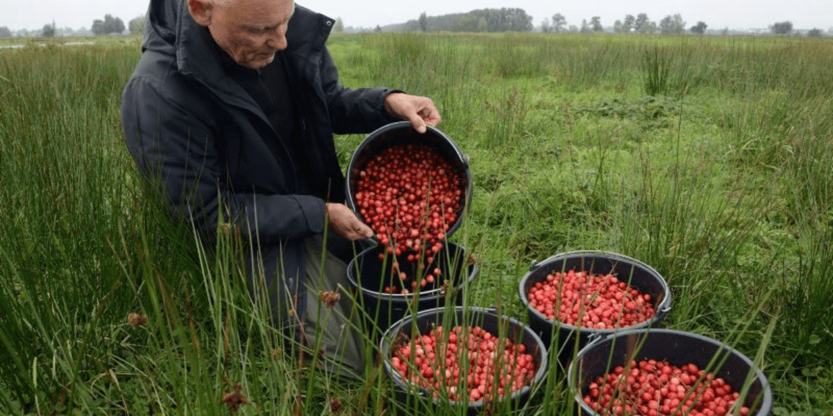 Biologische Cranberries, nu lokaal geteeld!