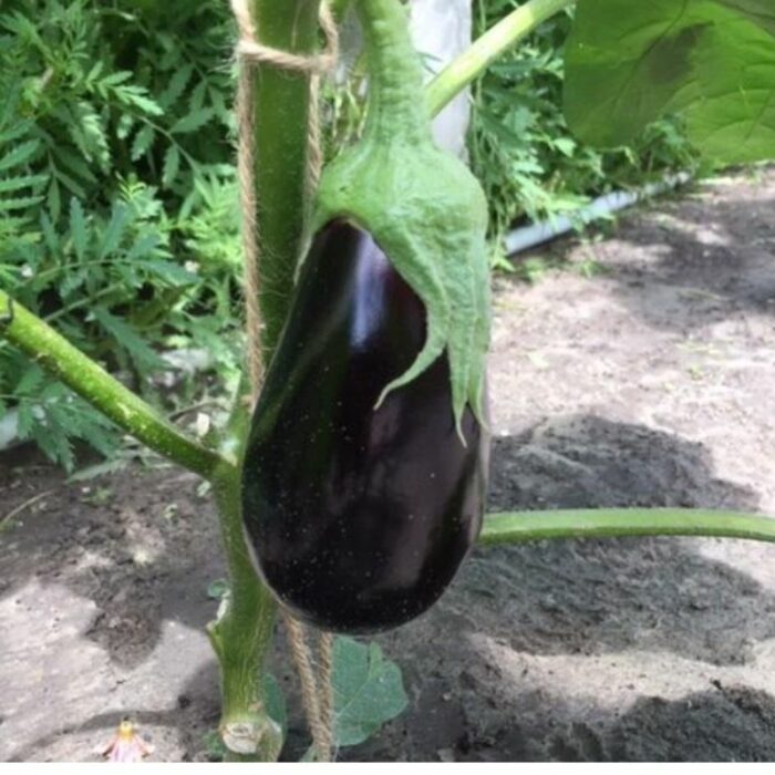 Aubergine
