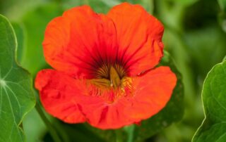 oostindische kers