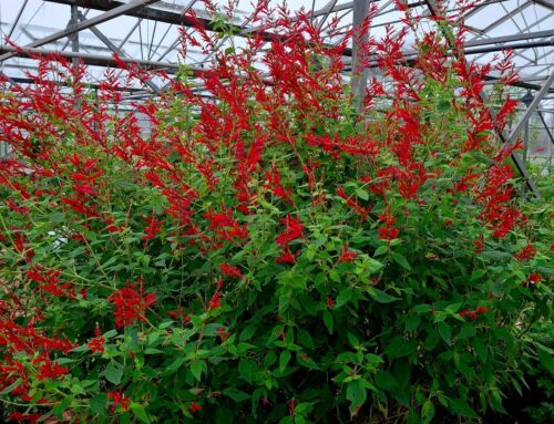Ananassalie (Salvia elegans)