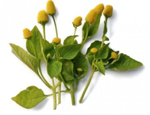 ABC kruid – Spilanthes oleracea