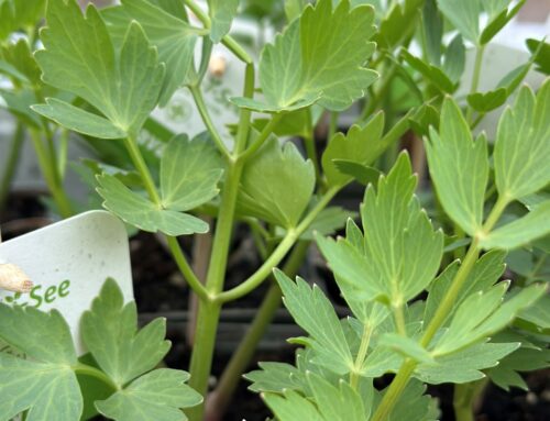 Lavas (Maggiplant) – Levisticum officinale