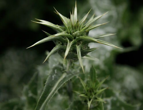 Mariadistel – Silybum marianum