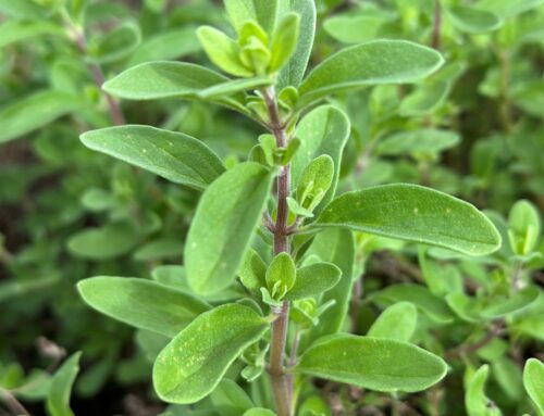 Marjolein, Echte (Majoraan) – Origanum majorana