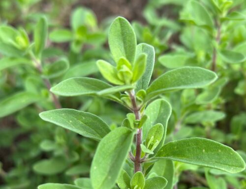 Marjolein, Echte (Majoraan) – Origanum majorana