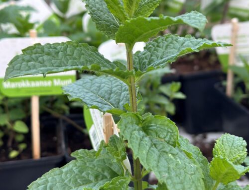 Marokkaanse munt – Mentha spicata ‘Moroccan