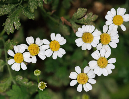 Moederkruid – Tanacetum parthenium