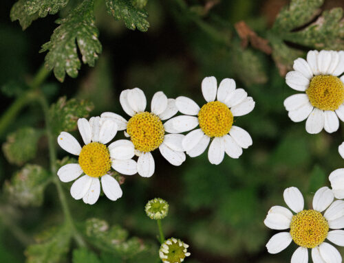 Moederkruid – Tanacetum parthenium