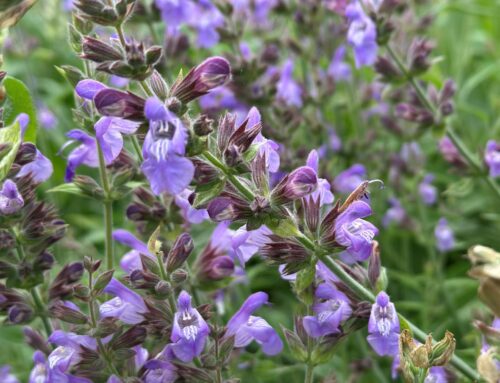 Salie – Salvia officinalis