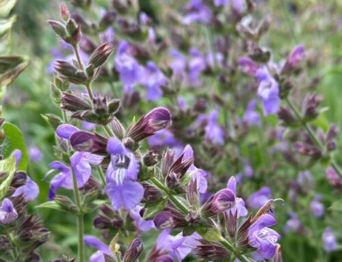 Salie – Salvia officinalis
