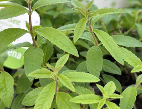 Citroenverbena (Verveine) – Aloysia citriodora
