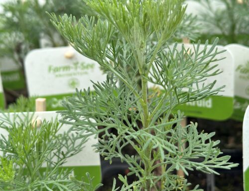 Colakruid – Artemisia abrotanum ‘Maritima’